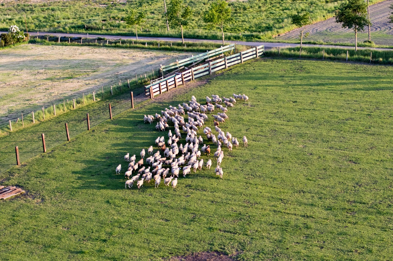 groep schapen in weiland gezien vanuit lucht tijdens ballonvaart van Airo in west-vlaanderen